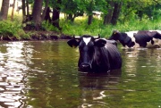 Cows in the Krutynia River (2)