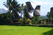Toraja - houses 2
