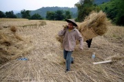 Laos - rice harversting 6