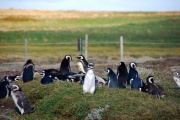 Patagonia - pinguins 3